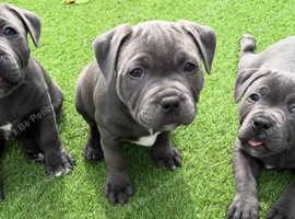 Blue staffordshire bull terrier puppies