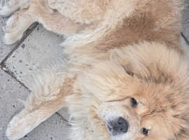 Chow chow