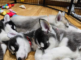 Only 3 husky pups left all stunning females!!
