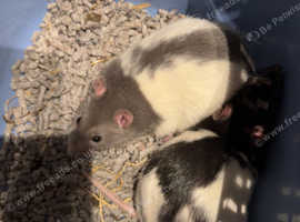 2 male rats