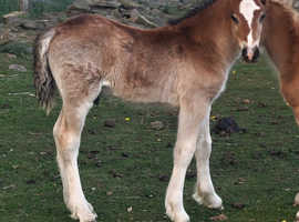 Welsh section D BAY colt foal 4 whites