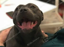 Female blue Staffordshire bull Terrier For Sale