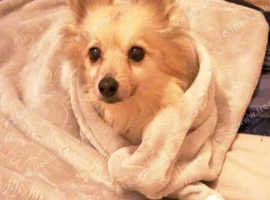 Looking for an adult pomerian