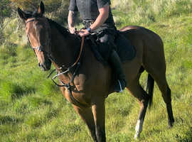 Stunning tb filly