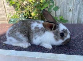 English Spot X French Lop Bucks