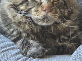 2 year old mainecoon male