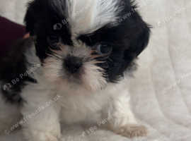 shih tzu puppies