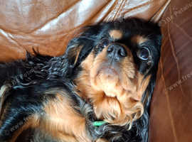 Beautiful Black & Tan King Charles Cavalier - Looking for a Loving Home