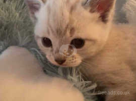 colourpoint shorthair cross kitten cream