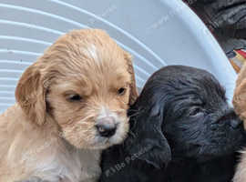 Golden retriever x cocker spaniel