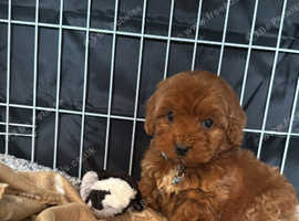 F1B Red Cockerpoo