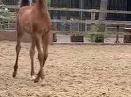 Arabian bay filly foal, stunning , lovely pedigree , show filly