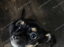 Black and Tan beautiful boy puppy