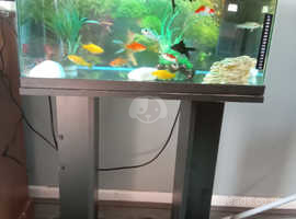 13 fish and tank for sale
