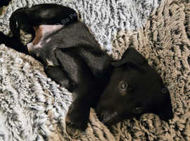 German short haired pointer x dutch shepherd
