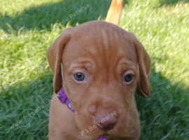 Hungarian Vizsla