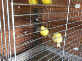 Fife canaries for sale