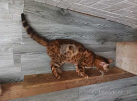 2 pedigree tika Bengal cat for sale