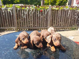 Miniature dachshund puppy