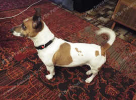 Rough haired jack russell for outlet sale