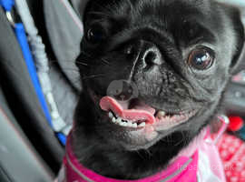 Beautiful Pug girl 1yr old sweet and friendly