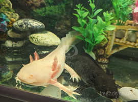 Axolotl breeding pair with full setup