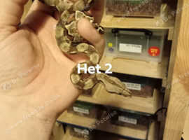 Baby boas