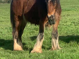 Cob mare