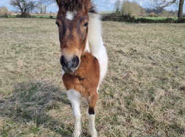 Dartmoor Hill Pony