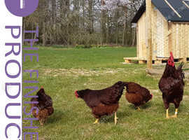 6 x RHODE ISLAND RED HATCHING EGGS (pure heavy breed)