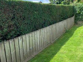 Hedge Cutting - Gardening Service