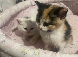 2 female kittens for sale