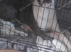 American bully