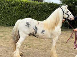 Stunning cob gelding.