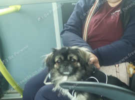 Tibetan spaniel stud dog