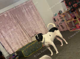 Stuffy cross cane corso