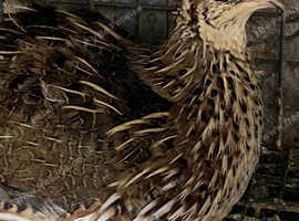 Jumbo quail females