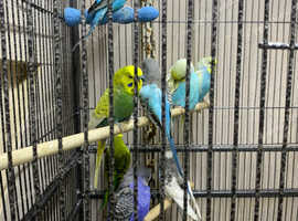 Lovely young budgies for sale