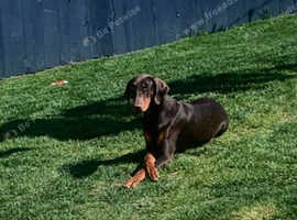 Female Doberman