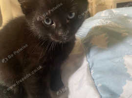 Pure black kitten girl