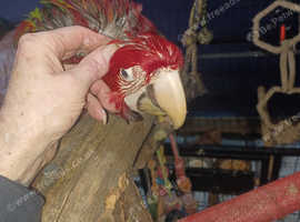 Red fronted or blue throated macaws wanted