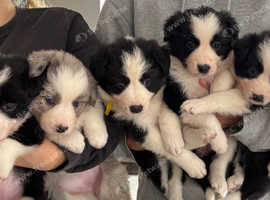 Border Collie Puppies for Sale