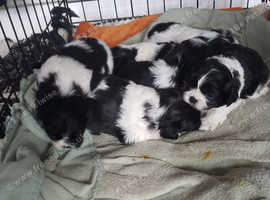 Shishon cross japanese chin