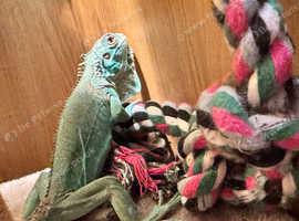 Iguana