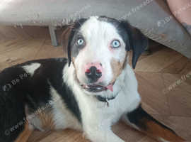 4 month old Puppy