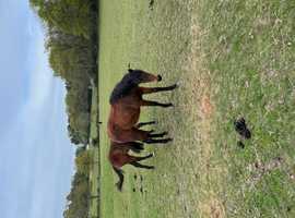 Registered New Forest Filly