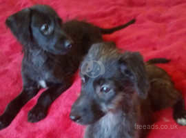 Whippet Dogs And Puppies For Sale And Rehome In Bridlington Find