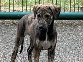 First cross saluki greyhound's