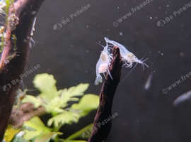 Snownball Neocaridina Davidi Cherry Shrimp