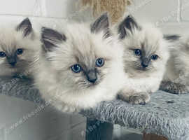 Stunning GCCF registered Ragdolls